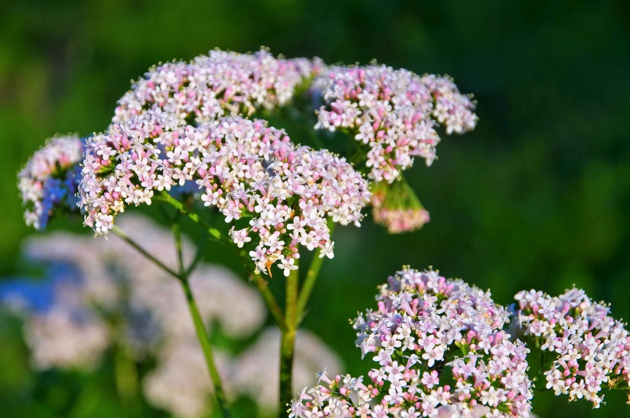 Natural Healing Power of Valerian