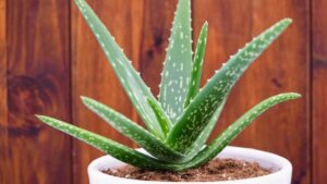 Unlocking the Healing Power of Aloe Vera