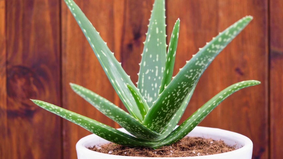 Unlocking the Healing Power of Aloe Vera